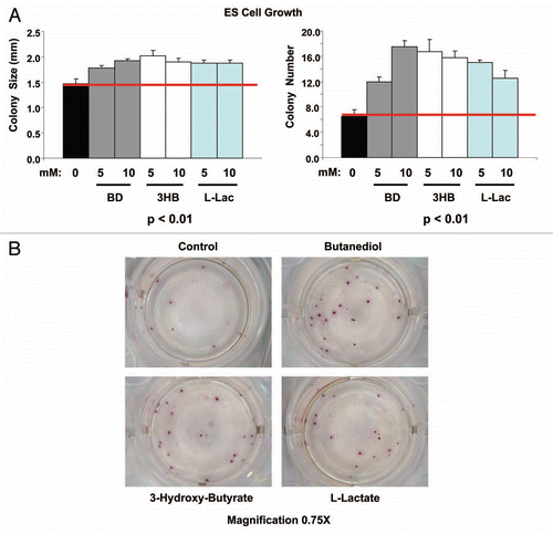 Figure 12 Ketones and lactate promote the growth of mouse embryonic stem (ES) cells in culture. (A) R1 murine ES cells were grown in the absence or presence of various metabolites, then colony size and number were quantitated. (B) Representative images of ES cell colonies are shown. Note that both colony size and number were significantly increased (p < 0.01). Importantly, colony number increased up to 3-fold. BD, butanediol; 3HB, 3-hydroxy-butryate; L-Lac, L-Lactate.