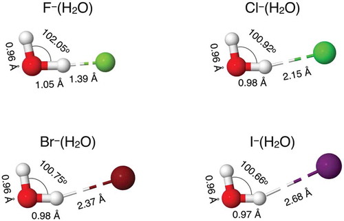 Figure 1. Minimum energy geometries for X–(H2O) dimers, with X = F, Cl, Br, and I.