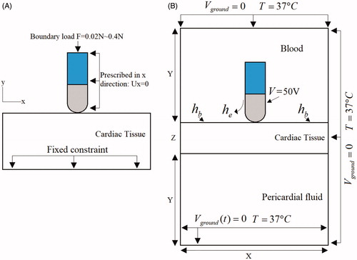 Figure 2. Mechanical, electrical and thermal boundary conditions.