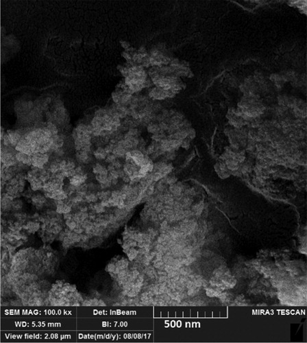 Figure 3. SEM micrograph of the calcined MTCMO.