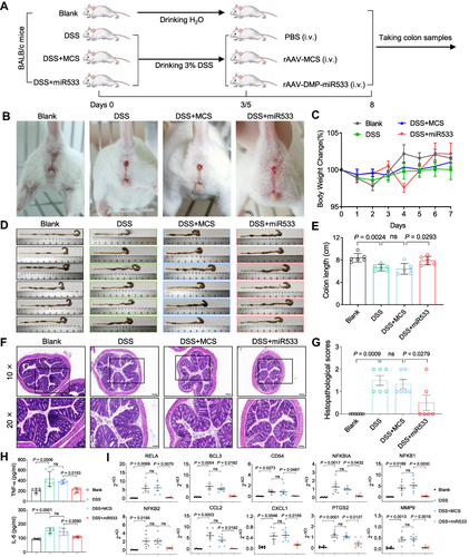 Figure 4 Treatment of colitis mice with rAAV-DMP-miR533. The colitis mouse model was established by the dextran sulphate sodium (DSS) inducement and treated with intravenous injection (i.v.) of rAAVs. (A) Schematic diagram of construction of DSS-induced acute colitis mice model and treatment. (B) Bloody traces around mice anus. (C) Body weight of mice. (D) Colons of mice. (E) Colons length of mice (n = 6 mice). (F) Representative H&E-stained sections of colon tissue. The amplified area in black box is showed below. Scale bar: 200 μm (10×) and 100 μm (20×). (G) Histopathological scores of colon tissue (n = 6 mice). (H) TNF-α and IL-6 level in serum detected by ELISA (n = 6 mice). (I) Expression of NF-κB RELA and its target genes in colon tissue detected by qPCR (n = 6 mice). Blank, mice drinking water and treated with PBS; DSS, mice drinking 3% DSS (DSS-induced mice) and treated with phosphate buffered saline (PBS); MCS, DSS-induced mice treated with rAAV-MCS; MiR533, DSS-induced mice treated with rAAV-DMP-miR533. ns, no significance.