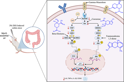 Figure 12 The mechanism of MEO in the treatment of colitis through the MAPK pathway.