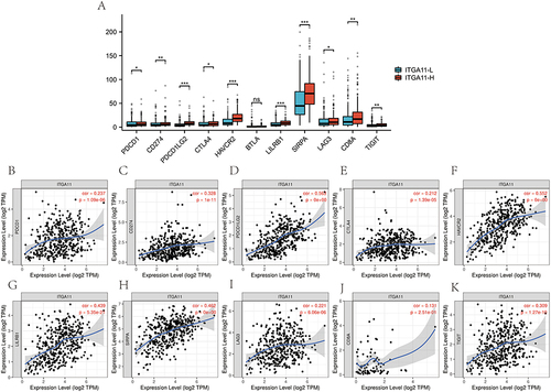 Figure 5 Identification of ITGA11-related immune checkpoints in STAD. (A) Comparison of immune checkpoint expression according to ITGA11 expression. Spearman correlation analysis between ITGA11 expression and PDCD1 (B), CD274 (C), PDCD1LG2 (D), CTLA4 (E), HAVCR2 (F), LILRB1 (G), SIRPA (H), LAG3 (I), CD8A (J), and TIGIT (K). *p < 0.05; **p < 0.01, ***p < 0.001.