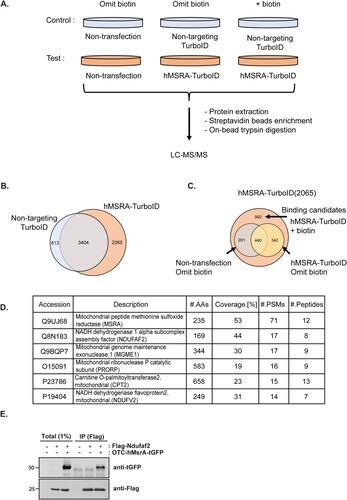 Figure 2. Proteomics data analysis and identification of Ndufaf2 as a binding partner of mitochondrial MSRA. (A) The experimental design for proteomic analysis of proximity labeling of mitochondrial MSRA. binding partner. HEK293 cells were incubated with 50 µM of exogenous biotin for 3 h. The HEK293 cells expressed either a non-targeting TurboID or the targeted MSRA-TurboID. (B) First filtration step: Removal of proteins present in both targeted and non-targeted cells incubated with biotin leaves 2,065 proteins found only in the targeted cells. (C) Second filtration step: From the 2,065 proteins remaining after the first filtration, we removed those that were present in the non-transfected controls and those present without biotin incubation. This filtration reduces the candidate list to 992 proteins. (D) Proteins top ranked by peptide spectrum matches (PSMs) in the proteomic analysis. (E) Co-immunoprecipitation of mitochondrially-targeted MSRA and Ndufaf2. HEK293 cells co-expressed FLAG-tagged Ndufaf2 and mitochondrially targeted MSRA tagged with tGFP at its C-terminus. Cell lysates were immunoprecipitated with anti-FLAG antibody and detected by anti-tGFP antibody.