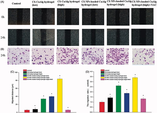 Figure 6. CS NPs loaded CaAlg hydrogel promoted migration and invasion of HUEVCs. Image (A) and quantity (C) of migration and image (B) and quantity (D) of invasion taken from HUEVC cells incubated for 24 h with extracts of CS NPs loaded CaAlg hydrogel and CS-CaAlg hydrogel containing low concentration of CS at 20 μg/mL and high concentration at 100 μg/mL as well as the combination of NAC and CS NPs loaded CaAlg hydrogel (magnification, 100×). The above assays were quantified. Results were expressed as mean ± SD (n = 3). *p < .05, versus untreated cells at 24 h.