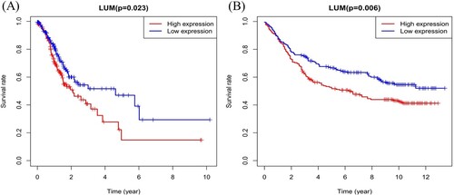 Figure 5. LUM expression and overall survival in gastric cancer patients in TCGA profile (A) and the GSE84437 dataset (B).