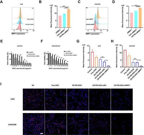 Figure 6 CD-PEI-DOX-siMRP1 inhibits the expression of MRP1 and causes inhibition of proliferation in lung cancer cells.