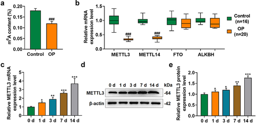 Figure 3. M [Citation6]a methylation and methylation-associated factors upregulated in BMSCs during osteogenic differentiation.(a) M6A content in BMSCs with or without the induction for osteogenic differentiation was determined. (b) Relative mRNA expression of METTL3, METTL14, FTO and ALKBH in BMSCs with or without the induction for osteogenic differentiation was measured via qRT-PCR. β-actin was the internal reference. (c-e) Relative METTL3 mRNA (c) and protein (d-e) expression in BMSCs on day 1, 3, 7 and 14 post osteogenic differentiation was further measured with qRT-PCR and Western blot. β-actin was the internal reference. All experiments have been performed independently in triplicate and data were expressed as mean ± standard deviation (SD). *p<0.05, **p<0.01, ***p<0.001, vs. 0 d. M6a: N6-Methyladenosine; METTL3: methyltransferase like 3, METTL14: methyltransferase like 14, FTO: FTO Alpha-Ketoglutarate Dependent Dioxygenase, ALKBH1: AlkB Homolog 1.