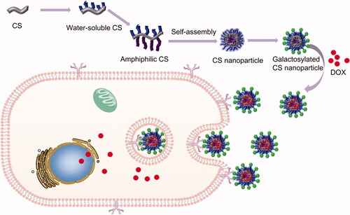 Scheme 1. Schematic illustration of self-assembled chitosan nanoparticles and the mechanism of overcoming HCC via asialoglycoprotein receptor.