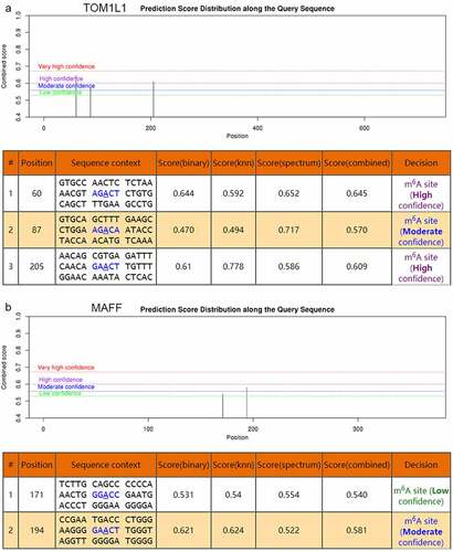 Figure 6. The genomic sequence of TOM1L1 and MAFF transcripts were used to predict the m6A modification on website (http://www.cuilab.cn/sramp). There were moderately-highly convincible m6A-modified predicted peaks near TOM1L1 (rs4829) and a moderately convincible m6A-modified predicted peak near MAFF (rs9610915)