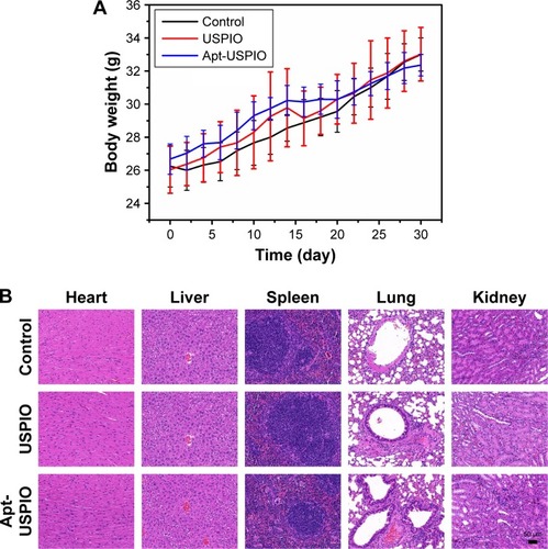 Figure 9 In vivo biocompatibility analyses. (A) After intravenous administration of USPIO, Apt-USPIO, and PBS (control), no significant difference in the body weight is found among the three groups of Kunming mice during the 30 days feeding. (B) H&E staining of the vital organs including heart, liver, spleen, lung, and kidney from these mice in the three different groups shows normal findings.Abbreviations: Apt-USPIO, aptamer-mediated USPIO; H&E, hematoxylin and eosin; PBS, phosphate buffer solution; USPIO, ultrasmall superparamagnetic iron oxide.