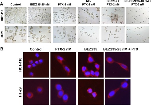 Figure 4 Cell death and morphology changes after BEZ235 and PTX treatment.Notes: (A) White-field images of the cell death caused by PTX and BEZ235 treatment alone or combination treatment after 24 hours. The dead cells and decreased cell numbers were clear in treated groups compared to the controls. (B) Cell morphology changes after 2 hours treatment with PTX or BEZ235 or both. All images were taken using an Olympus IX51 fluorescent microscope at 100× magnification.Abbreviations: NE, nanoemulsion; PTX, paclitaxel.