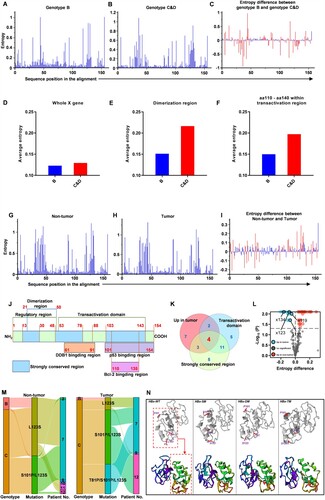 Figure 2. L123S mutation increases and exists in linkage with S101P or S101P plus T81P in the liver tumour tissues (A-C) Mutations at each amino acid site across the X gene were assessed using Shannon entropy (Sn). An online tool was used to calculate and illustrate Sn (https://www.hiv.lanl.gov/content/sequence/ENTROPY/entropy.html). (A) Sn at each amino acid site in genotype-B clones. (b) Sn at each amino acid site in genotype-C and genotype-D clones. (C) Differences in Sn at each amino acid site between genotype-B and genotype-(C&D) clones; Significant sites with P≤0.05 are shown in red bars. (D-F) Average mutation frequency across different fragments within the X gene was assessed via average entropy. (D) Average entropy across the whole X gene. (E) Average entropy of dimerization region from amino acid 21 to amino acid 50. (F) Average entropy between amino acid 110 to amino acid140 within the transactivation region. (G-I) Shannon entropy (Sn) at each amino acid site was used to analyse the mutations across the HBV X gene for the clones isolated from the tumour tissues or non-tumour tissues. (G) Sn at each amino acid site in non-tumour tissues (n = 680). (H) Sn at each amino acid site in tumour tissues (n = 711). (I) Differences in Sn at each amino acid site between non-tumour and tumour tissues; Significant sites with P≤0.05 are shown in red bars. (J) A schematic diagram of the functional domains of HBV X protein. (K) The number of the significant sites which have higher mutation frequencies, located within the transactivation domain or strongly conserved region are displayed in the Venn diagram. (L) Significant sites, including x111, x119, x123 and x134, with higher mutation frequencies, located within the transactivation domain and strongly conserved region simultaneously are displayed in the volcano plot. (M) Clones of HBV X genes harbouring mutation L123S, double mutation S101P/L123S and triple mutation T81P/S101P/L123S are displayed in the Sankey diagram. (N) Three-dimensional structures of wild-type and mutant HBx proteins. WT, wild type. SM, single mutation, refers to L123S. DM, double mutation, refers to S101P/L123S. TM, triple mutation, refers to T81P/S101P/L123S.