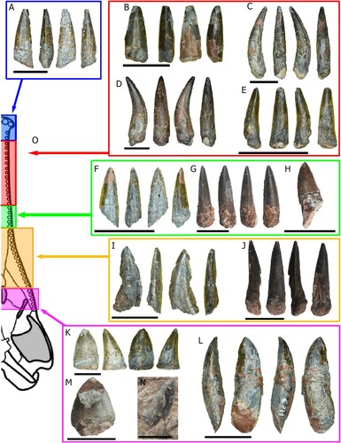 FIGURE 5. Teeth from Mystriosuchus alleroq. A, NHMD-916736; B, NHMD-916744; C, NHMD-916748; D, NHMD-916749; E, NHMD-916751; F, NHMD-916759; G, NHMD-916756; H, NHMD-916757; I, NHMD-916767; J, NHMD-916760; K, NHMD-916778; L, NHMD-916776; M, NHMD-916769; N, NHMD-916771; O, tooth regions are indicated by arrows and colors: blue–snout region (tooth A), red–anterior premaxilla region (teeth B–E), green–posterior premaxilla region (teeth F–H), orange–anterior maxilla region (teeth I–J), purple–posterior maxilla region (teeth K–N). Scale bars: A–H, J, L–M equal 2 cm; I, K, N equal 1 cm.