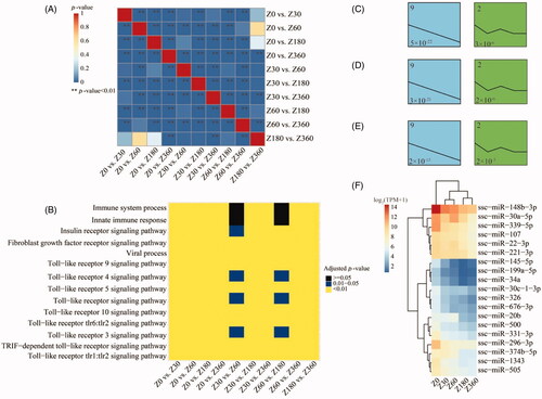 Figure 4. (A) Similarity among the 10 sets of differentially expressed (DE) miRNAs in pairwise comparisons between different stages. (B) Similarity of biologic processes enriched in the 10 between-stage comparisons. Over-represented temporal expression patterns of 3 miRNA subsets involved in the immune system (C), innate immune response (D), and toll-like receptor (tlr) signaling pathway (E), extracted from the ensemble of miRNAs that were DE in at least one between-stage comparison. The number in the top left of each box is the profile ID assigned by STEM. The number in the bottom left of each box is the adjusted p value. (F) Heatmap of hierarchical clustering results for 19 miRNAs exhibiting the steady decrease model profile (profile 9) for at least one of the three immune-related categories (C–E). ssc-miR: porcine miRNA; TPM: transcripts/million; TRIF: TIR-domain-containing adapter-inducing interferon-β.