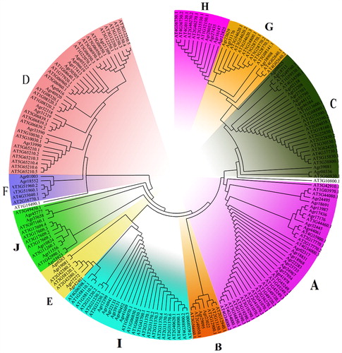 Figure 1. Phylogenetic tree of bZIP family transcription factors from celery and Arabidopsis.