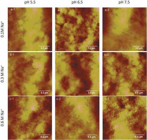 Figure 3. Typical AFM height images of gels in different concentrations of NaCl at various pH values