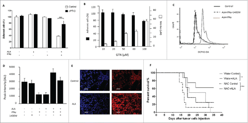 Figure 4. ALA plus IFNγ induce NO and ROS production necessary but not sufficient by themselves to induce tumor cell toxicity. (A) Analysis of EMT-6H cell death after treatment with ALA (500 ng/mL), IFNγ(33 ng/mL) or cPTIO(2-(4-carboxyphenyl)-4,4,5,5-tetramethylimidazoline-1-oxyl-3-oxide; 50 µM) for 48 h. The data of one experiment representative of five independent ones are shown. Student's t test ****p < 0.0001. (B) Cell death analysis (in black) of EMT-6H cells and NO production (in white) as attested by nitrite accumulation after treatment for 48 h with different concentrations of GTN (Glyceryltrinitrate). (C) EMT-6H cells were treated with ALA (500 ng/mL) and IFNγ (33 ng/mL) in the presence or absence of 10 µM 1400 W for 24 h. ROS production was detected by flow cytometry after adding the DCFH-2-DA probe for 30 min. (D) EMT-6H cells were treated as in (C). Production of superoxide was detected by Electronic paramagnetic resonance after adding CMH for 15 min. Data show the mean light intensity emitted and are representative of two independent experiments. (E) Mice were treated as described in Fig. 1B. Lung tissues were harvested after the 3rd ALA injection and cryo-sections were incubated with DHE (dihydroethidium), which fluoresces red in the presence of ROS. Cell nuclei were stained with DAPI (blue). Scale bars: 20 μm. (F) Survival curve of Balb/c mice bearing EMT-6H tumors were given drinking water ad libitum containing 3.5 mg/mL N-acetyl cysteine (NAC) or not throughout the treatment with ALA (8/group) (8 mg/kg) (*p < 0.05 Log–Rank (Mantel–Cox) test). The data from one experiment representative of two are shown.