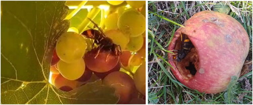 Figure 4. Vespa velutina eating table grapes and apple.