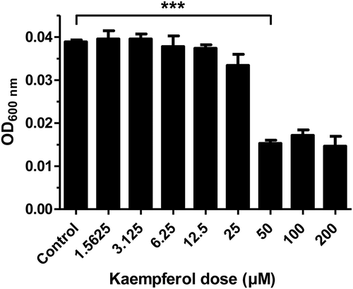 Figure 1. Minimum inhibitory concentration (MIC) of kaempferol against Helicobacter pylori.H. pylori was grown in Muller Hinton broth including 2-fold serially diluted concentrations of kaempferol (1.5625 to 200 μM). After 3 days of incubation, the absorbance of bacterial broth was measured at 600 nm in order to determine MIC of kaempferol. The experiments were conducted in triplicate and the results were evaluated by Student’s t-test (***P < 0.001).