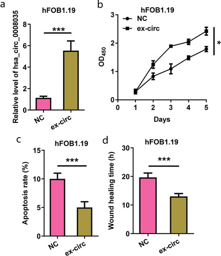 Figure 3. Effects of hsa_circ_0008035 on cell growth and migration of hFOB1.19 cells. Overexpressing hsa_circ_0008035 plasmid (ex-circ) or NC plasmid was transfected into hFOB1.19 cells. (a) The expression of hsa_circ_0008035 was evaluated by RT-qPCR. (b) Cell proliferation, (c) apoptosis rate and (d) wound-healing time were assessed by utilizing CCK-8, flow cytometry and migration experiment. Data were shown as the mean + SD for three replications per group. * p < 0.05, *** p < 0.001.