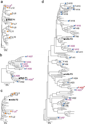 Figure 3. Anti-FcRH5 mAb and variant chain dendrograms. Variant light and heavy chains for mAb F1 are shown in (A) and (B). Variant light chains for mAb S2 are shown in (C). Variants heavy chains for mAbs F2 and F3 are shown in (D). Only sequences with unique CDR and selected framework positions and passing the read counts filter as shown in Tables 2 and 3 are included. Mutations in irrelevant framework positions were ignored for tree construction. NGS-derived variants are shown as blue and orange symbols. Chains in variant mAbs with affinity at least 1.6-fold better than reference mAbs are shown in magenta or red for the F3 variant, with the best variants marked with asterisks. Labels of variants not selected for testing are omitted for clarity. Open squares show the germline sequences used to root the tree. Squares, diamonds, and circles in (D) indicate F2-like, F3-like and Non-F2/F3 variants as assessed by junctional analysis in Supplementary Figure 6. Scale bars show residue substitution distance. Note that combination of F2, F3 and non-F2/F3 variants in the same tree in (D) does not indicate common descent from a progenitor B cell, solely sequence similarity clustering.