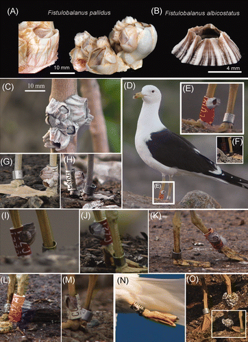 Figure 1. (A) F. pallidus from Gambia, West Africa (Stn 155, Atlantide-Exp. West Africa, Zoological Museum, Denmark) showing the variations in the colour patterns, from tinged purple striations to white. (B) Shell of F. albicostatus collected from Taiwan, showing the pronounced white ridges on surface. (C) A clump of F. albicostatus on a tree trunk of a mangrove in Taiwan; note the shell surface has pronounced white ridges. (D) F. albicostatus (enlarged in E) to the surface of which the another individual was attached, on a field-readable plastic leg rings on L. fuscus (photo: Hannu Koskinen). (E) L. fuscus, ringed ‘CU19’ (10 June 2007), seen at Tara on this date only. Ringed as a pullus, 3 July 2005 at Hauho. (F) L. fuscus individual ‘CU19’, 1 year older as a third-summer (4cy) (6 July 2008). Note the barnacles have mostly disappeared, and only some basal parts remain visible. (G, H) Third summer (4cy) L. fuscus, ringed ‘CNKH’, with several F. pallidus individuals (20 July 2006). ‘CNKH’ was seen 16.07 to 3 September 2006 at Tarastenjärvi (but not during 2003–2005 and not after 2006). Ringed as a pullus at Valkeakoski on 27 June 2003. (I) Second summer L. fuscus, ringed ‘CZ21’ (25 May 2007) with F. albicostatus attached on leg ring. Ringed as pullus at Luopioinen 04-07-2005. (J) L. fuscus, ‘CZ21’ at 12 June 2007. (K, L) L. fuscus ‘C32A’ individual at 7 June 2009, with F. pallidus attached. (M) Third summer L. fuscus (4cy), ringed ‘CUCE’, with one F. pallidus individual (23 May 2009). (N) Adult L. fuscus with F. albicostatus attached at leg ring at Lemmingsvaer, Tromsø, N. Norway (30 July 2009). Photographed while flying over the Froholm breeding colony. (O) L. fuscus individuals ‘White CX20’ with a clump of F. pallidus on leg ring at Tarastenjärv dump, SW Finland 10 April 2010. This White CX20 leg ring visited Tarastenjärv dump annually, also in the summer of 2009, but without barnacles attached. Insert shows the opposite view of the leg ring.