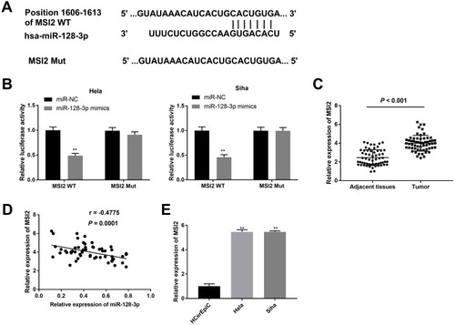 Figure 5 Identification of MSI2 as a target gene of miR-128-3p. (A) The predicted complementary binding site between MSI2 and miR-128-3p. (B) The luciferase activity in CC cells co-transfected with pGL3-MSI2 WT/pGL3-MSI2 MUT and miR-128-3p mimics/NC was determined by dual-luciferase reporter assay. **P < 0.01 vs the miR-NC group. (C) The expression of MSI2 in tumor tissues (n = 59) and adjacent normal tissues (n = 59) was detected by qRT-PCR. P < 0.001. (D) The correlation between miR-128-3p and MSI2. P < 0.0001, r = −0.4775. (E) The expression of MSI2 in CC cells was detected by qRT-PCR. **P < 0.01 vs the HCerEpiC group.