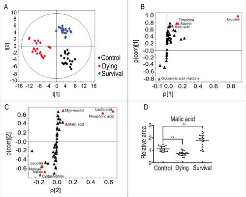 Figure 3. Identification of crucial metabolites. A, The PCA analysis of the control group, the dying group and the survival group. Each dot represents the technique replicates in the plot. t[1] and t[2] explain 98.7% of the total variance which allows confident interpretation of the variation. B and C, S-plot generated from OPLS-DA. Predictive component p[1] and correlation p(corr)[1] differentiate the survival from the control and the dying. Predictive component p[2] and correlation p(corr)[2] separate the control group from the dying group. Triangle represents individual metabolite, where potential biomarkers are highlighted with red, which is greater or equal to 0.05 and 0.5 for absolute value of covariance p and correlation p(corr), respectively. D, Comparison of the crucial biomarker malic acid among the control, the survival and the dying groups.