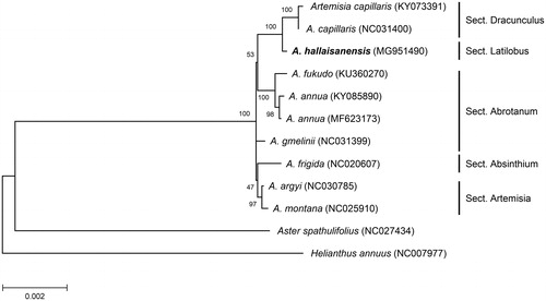 Figure 1. Maximum likelihood tree based on the chloroplast protein-coding genes of 12 taxa including A. hallaisanensis. Nucleotide sequences of 77 non-redundant protein-coding genes from publically available Artemisia species as well as two distantly related taxa (Aster spathulifolius and Helianthus annuus) from Asteraceae were aligned and used for maximum likelihood phylogenetic analysis in MEGA7 (Kumar et al. Citation2016) with bootstrap test of 1000 replications. The NCBI accession numbers of chloroplast DNA sequences used in this study are presented in parentheses. The scale bar represents the number of substitutions per site.