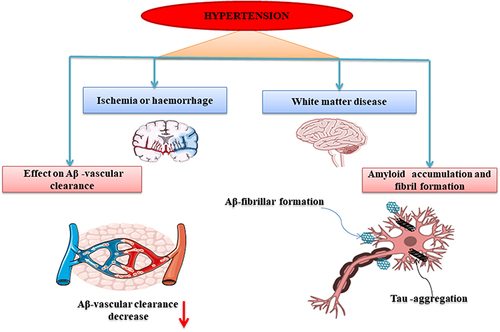 Figure 4 A detailed description of the pathophysiological association between Alzheimer’s Disease and hypertension.