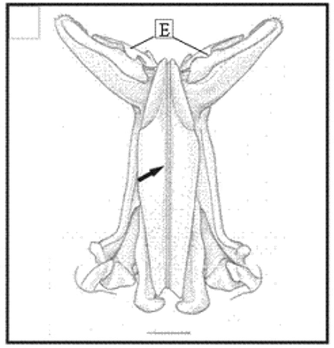 Figure 12. Dorsal view drawing of the petasma of X. kroyeri. Region with cincinnuli (arrow); terminal expansion (E). Scale bar = 1 mm. (Modified from Pérez-Farfante and Kensley Citation1997).