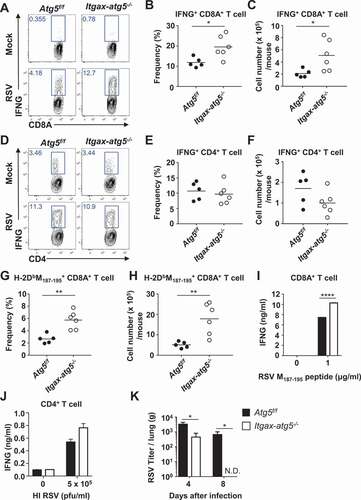 Figure 1. Activation of CD8A+ cytotoxic T-cells, but not CD4+ Th1 cells in Itgax-specific Atg5-deficient mice during RSV infection in vivo. (A–J) Atg5f/f and Itgax-atg5−/- mice were infected with 5 × 106 PFUs of RSV and lung T cells were analyzed after 7 d post-RSV infection. (A) Total IFNG production of lung CD8A+ T-cells was measured using intracellular cytokine staining after RSV-specific peptide re-stimulation. The frequency (B) and number (C) of IFNG+CD8A+ T-cells are shown. (D) IFNG+CD4+ T-cells were monitored using intracellular cytokine staining after phorbol 12-myristate 13-acetate (PMA)/ionomycin stimulation. The frequency (E) and number (F) of IFNG+CD4+ T-cells are shown. Each dot represents an individual mouse. The frequency (G) and number (H) of RSV M187-195 peptide-specific CD8A+ T-cells were detected by tetramer staining and flow cytometry. (I) Atg5f/f and Itgax-atg5−/- mice were infected with 5 × 106 PFUs of RSV, and after 7 d post-infection, splenic CD8A+ T-cells were enriched using microbeads and then re-stimulated with RSV M187-196 peptide for 72 h. (J) CD4+ T-cells were enriched using microbeads and then re-stimulated with heat-inactivated RSV (HI RSV) for 72 h. IFNG levels in supernatants were measured using ELISA. (K) After 4 and 8 d post-infection, lung tissues were harvested and minced. RSV titer from lung suspensions was measured using plaque assays on HEp-2 cells. Data represent three independent experiments. *p < 0.05, **p < 0.01, ****p < 0.0001