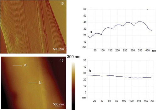 Figs 15–16. AFM images of the centre of the Cylindrotheca closterium cell acquired in contact mode. Fig. 15. Deflection data (scan size: 4 μm × 5 μm). Fig. 16. Height data (scan size: 4 μm × 5 μm, vertical scale: 300 nm) with analysis of vertical sections of the girdle band along the indicated line a and analysis of vertical sections of the valve along the indicated line b