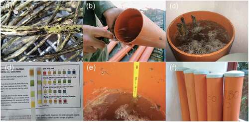 Figure 1. Various stages of Cannabis sativa L. water retting process: (A) Dry stalk; (B) Polyvinyl chloride (PVC) tube; (C) Bundle stalk submerged in tap water; (D) pH measuring guide; (E) Measuring water temperature in PVC tube; and (F) Five PVC tubes containing Cannabis sativa L. bundles.