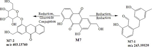 Figure 9 Proposed metabolic pathways of Emodin.