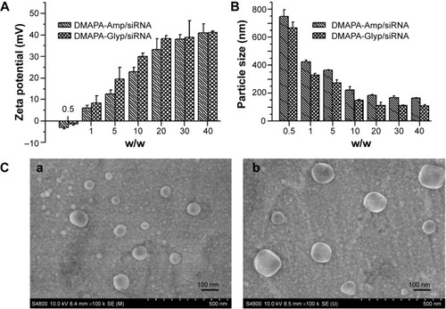 Figure 3 Zeta potentials and particle sizes of hyperbranched polysaccharide derivative/siRNA complexes at various weight ratios, as well as SEM images siRNA complexes.Notes: (A) Zeta potentials and (B) particle sizes of the hyperbranched polysaccharide derivative/siRNA complexes at various weight ratios. (C) SEM images of (a) the DMAPA-Glyp/siRNA complexes and (b) the DMAPA-Amp/siRNA complexes (w/w=10).Abbreviations: DMAPA-Amp, 3-(dimethylamino)-1-propylamine-conjugated amylopectin; siRNA, small interfering RNA; DMAPA-Glyp, 3-(dimethylamino)-1-propylamine-conjugated glycogen; SEM, scanning electron microscopy.