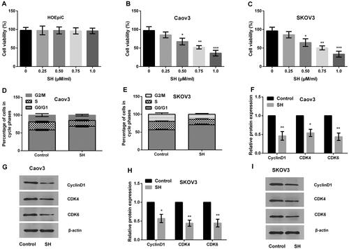 Figure 2. Sinomenine hydrochloride (SH) reserves cell viability and induces cell arrest in G0/G1 phase in Caov3 and SKOV3 cells. HOEpiC, Caov3 and SKOV3 cells were exposed to varied concentrations of SH (0, 2.5, 5, 7.5 and 10 μM/ml) for 24 h. A, SH had no impact on cell viability of HOEpiC cells; B and C, SH administration presented a significant inhibition of cell viability in Caov3 and SKOV3 cells in a dose-dependent manner; D and E, SH statistically raised the cells in G0/G1 phase but dismissed the percentage of cells in S phase in Caov3 and SKOV3 cells; F, SH meaningfully reduced the protein levels of CyclinD1, cyclin-dependent kinase (CDK4) and CDK6 in Caov3 cells; G, representative pictures of cell cycle-related proteins in Caov3 cells; H, SH meaningfully reduced all the protein levels of CyclinD1, CDK4 and CDK6 in SKOV3 cells; I, representative pictures of cell cycle-related proteins in SKOV3 cells. *p < .05, **p < .01, ***p < .001 compared to the corresponding controls