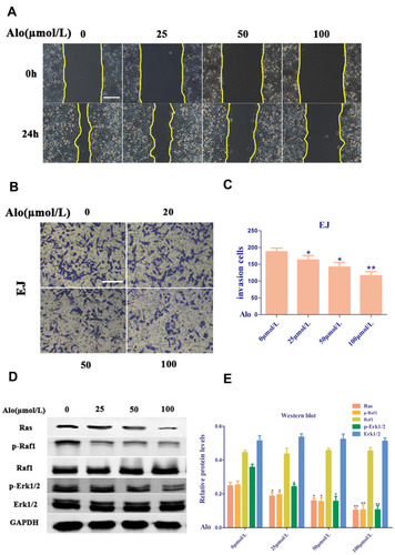 Figure 4 Alo suppresses human bladder cancer cell migration and invasion. (A) The EJ cells non-directional migration was detected by wound healing assay (scale bars, 160 µm; magnification, ×100). (B) The EJ cells directional migration was evaluated by Transwell assay (scale bars, 80µm; magnification, ×200). (C) The analysis of Transwell assay. (D) Western blotting was performed to analyze the expression of Ras, p-Raf1, Raf1, p-Erk1/2 and Erk1/2 following Alo (100µmol/L) treatment for 24 h. Then the band intensity was quantified by ImageJ software. (E) The analysis of Western blotting. The results were expressed as the mean ± standard deviation of three independent experiments. n=6; *P<0.05 and **P<0.01 vs non-Alo treated group (0µmol/L).Abbreviation: Alo, Aloperine.