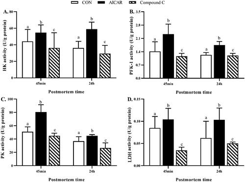 Figure 3. (A–D) Effects of activation of AMPK by AICAR or Compound C on glycolytic enzymes activity in post-mortem breast muscle of broiler. Results are presented as mean ± standard error (n = 6). a,b,cValues in the same row with different letters are significant different (p < 0.05). CON, control group, broilers injected with same volume of vehicle solution phosphate buffer saline; AICAR group, broilers were intraperitoneally injected with AICAR (5 mg/kg body weight); Compound C group, broilers were intraperitoneally injected with Compound C (1 mg/kg body weight); HK, hexokinase; PFK-1, phosphofructokinase-1; PK, pyruvate kinase; LDH, lactate dehydrogenase.AMPK: AMP-activated protein kinase; AICAR: 5-aminoimidazole-4-carboxamide ribonucleoside; CON: Control.