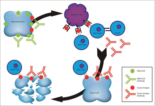 Figure 1. Proposed mechanism of action of algenpantucel-L immunotherapy. Algenpantucel-L relies on preexisting anti-αGal antibody response; vaccine cells are destroyed by complement-mediated lysis, which results in cross-presentation of tumor antigens; tumor specific CD8+ cytotoxic T cells are generated which recognize patient's own tumor; humoral immunity relies on antitumor antibodies.