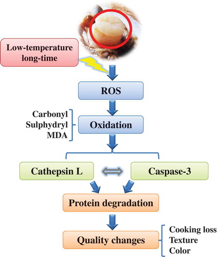 Figure 5. Schematic diagram for a proposed signal cascades in Patinopecten yessoensis adductor muscle (PYAM) during LTLT processing at 55°C.