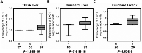 Figure 1. EXO1 gene copy number is increased in HCC as assessed by data-mining of the Oncomine database. Box-whiskers Plot of EXO1 gene copy number between normal and cancer tissue samples in (a) TCGA Liver, (b) Guichard Liver, and (c) Guichard Liver 2 data sets. B, blood; N, normal liver; T, HCC. Numbers below the horizontal axis indicate total cases in different groups. The line within each box represents the median value; lower and upper edges of each box represent the 25th and 75th percentiles, respectively; lower and upper whiskers represent 5th and 95th percentiles, respectively. P values were calculated by the Oncomine database.
