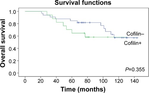 Figure 4 Association of cofilin with overall survival among P-cofilin-positive patients with invasive ductal breast cancer.