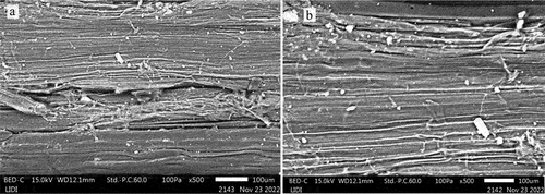 Figure 6. SEM micrograph of (a) agave americana, and (b) agave sisalana leaf fibers.
