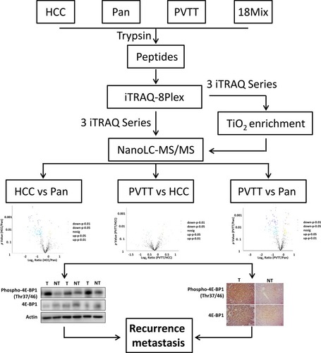 Figure 1 Experimental workflow. Total extracts of HCC tissues, surrounding non-cancerous tissues and their PVTT tissues were trypsin digested and directly labeled with iTRAQ-8plex. Phosphopeptides were then enriched using Magnetic Titanium Dioxide Phosphopeptide Enrichment Kit. The phosphoproteome was then analyzed through LC-MS/MS, and the phosphoprotein expression profile alternations between every two groups were performed. Finally, the candidates were verified in HCC patients by Western-Blot and Immunohistochemistry (IHC).
