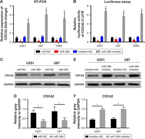 Figure 4 CDC42 is a potential target of miR-384 during its inhibition on glioma cells.