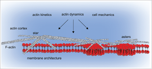 Figure 1. Actin kinetics, dynamics, and mechanics must be investigated to unravel the complexity and organization mechanisms of the cortical actin cytoskeleton and their effects on membrane architecture. To this end, actin kinetics refer to actin monomer association/dissociation into actin filaments, actin dynamics to the assembly of filaments into actin structures, and mechanics to the cytoskeleton that generates, senses, and transmits mechanical forces.