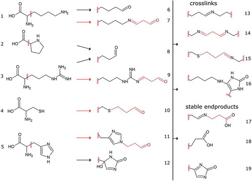 Figure 5. Selected amino acid carbonylation reactions. Amino acids (Lys (1), Pro (2), Arg (3), Cys (4), His (5)) can either react directly with RNOS (black arrows, 6, 8, 12) or with lipid peroxidation products (LPP, red arrows, 7, 9, 10, 11). Conjugates with malondialdehyde are depicted here as an exemplary LPP but many others including 4-hydroxynonenal and glycolysis side products such as glyoxal and methylglyoxal have been reported [Citation53,Citation71]. LPP can either react via Schiff base formation (7, 9) or by Michael-addition (10, 11). The reactive carbonyl groups can subsequently react with other amino groups of intra or intermolecular origin leading to a vast variety of different end products (13–16). Alternatively, hydrolysis, oxidation or enzymatic detoxification, e.g. via aldehyde dehydrogenases can yield stable end products with low reactivity (17–19).