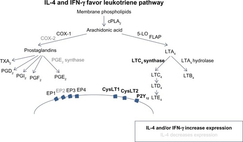 Figure 1 IL-4 and IFN-γ favor leukotriene pathway.
